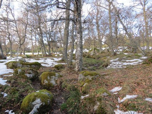 Ruisselet sous le Patus